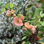 Cognassier superba 'Cameo' - Chaenomeles