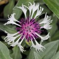 Centaurée - Bleuet - Centaurea montana 'Amethyst in Snow'