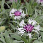 Centaurée - Bleuet - Centaurea montana 'Amethyst in Snow'