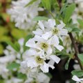 Exochorda racemosa 'Niagara'