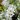 Exochorda racemosa 'Niagara'
