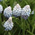 Muscari aucheri 'Ocean Magic'