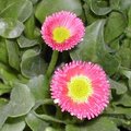 Pâquerette - Bellis perennis 