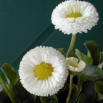 Pâquerette - Bellis perennis 