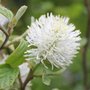 Fothergilla major - Fothergille