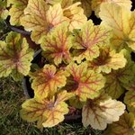 Heuchère villosa 'Electra' - Heuchera  