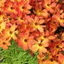 Coreopsis 'Mango Punch'