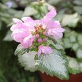 Lamium maculatum 'Pink Chablis'