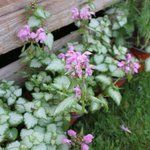 Lamium maculatum 'Pink Chablis'