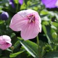 Platycodon grandiflorus 'Perlmutterschale' - Fleur ballon