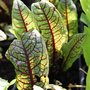 Oseille sanguine - Rumex sanguineus