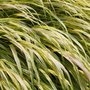 Hakonechloa macra 'Aureola' - Herbe du Japon 