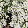 Lobularia maritima 'Snow Crystals'