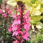 Lobelia speciosa 'Fan Salmon'