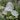 Astrante major 'Gracilis' - Astrantia