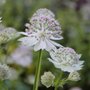 Astrante major 'Gracilis' - Astrantia