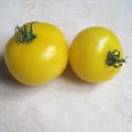 Tomate 'Golden Jubilée'