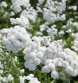 Achillée - Achillea ptarmica 'The Pearl'