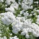 Achillée - Achillea ptarmica 'The Pearl'