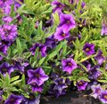 Calibrachoa Million Bells 'Blue Star'