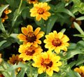 Zinnia haageana 'Soleado'