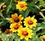 Zinnia haageana 'Soleado'