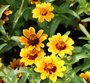 Zinnia haageana 'Soleado'