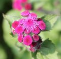 Ageratum du Mexique - Ageratum mexicanum 'Red Sea'