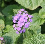 Ageratum du Mexique - Ageratum mexicanum 'Horizon Bleu'