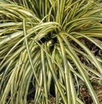 Carex oshimensis 'Evergold' - Laîche
