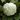 Boule de neige - Viorne - Viburnum opulus