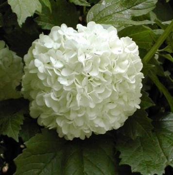 Boule De Neige Viorne Viburnum Opulus