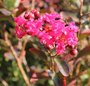 Lagerstroemia indica 'Red Imperator' - Lilas des Indes