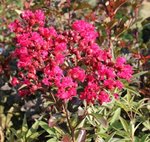 Lagerstroemia indica 'Red Imperator' - Lilas des Indes