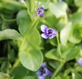 Lindernia grandiflora