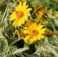 Heliopsis 'Summer Green'