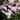 Phlox paniculata 'White Eye Flame'