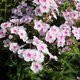 Phlox paniculata 'White Eye Flame'