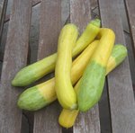 Courgette 'Zephyr'