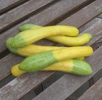 Courgette 'Zephyr'