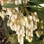 Pieris japonica - Andromède