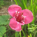 Tigridia pavonia - Oeil de Paon