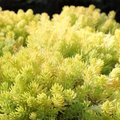 Sedum 'Lemon Ball' - Orpin