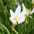 Zephyranthes candida - Lis Zéphyr