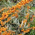 Hippophae rhamnoides 'Rockorange' - Argousier