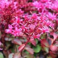 Sedum spurium 'Fuldaglut' - Orpin