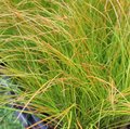 Carex testacea 'Prairie Fire' - Graminée