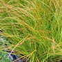 Carex testacea 'Prairie Fire' - Graminée