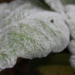 Sauge argentée - Salvia argentea