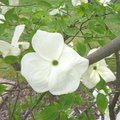 Cornouiller - Cornus kousa